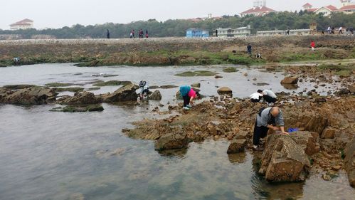 青岛免费赶海的地方-青岛免费赶海的地方在哪里?怎么去?