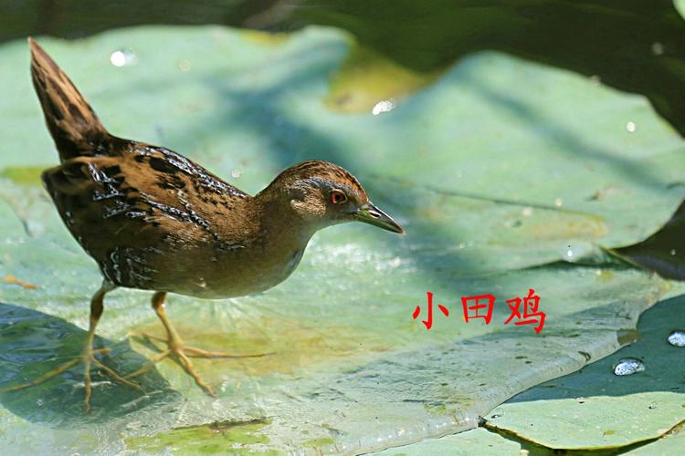 包含小田鸡的词条