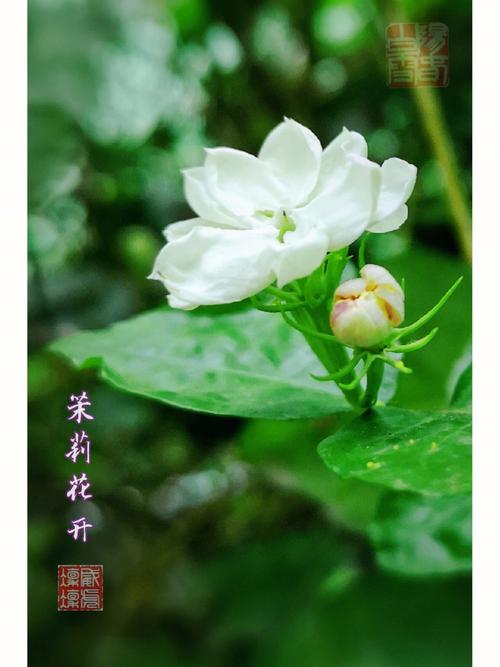 茉莉花开摄影_茉莉花开摄影怎么样